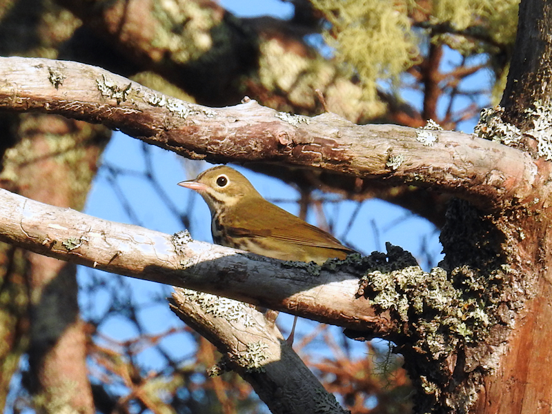 Ovenbird