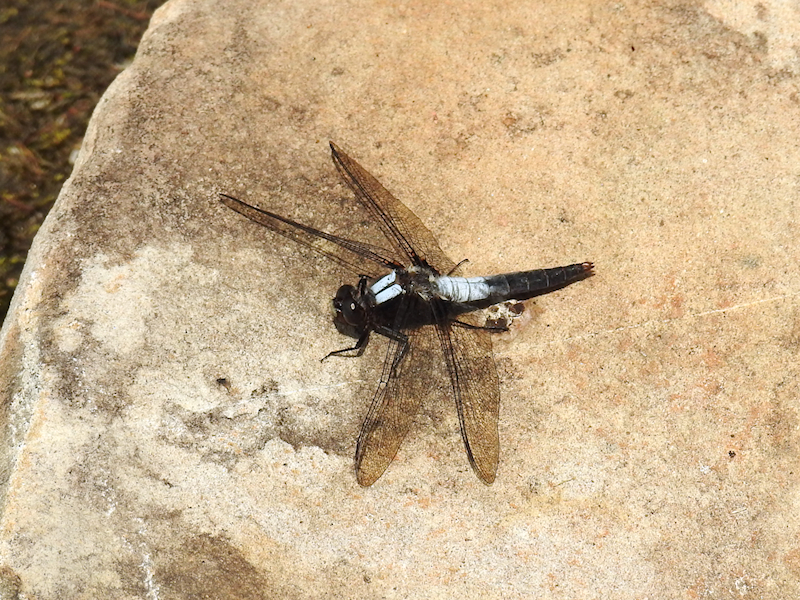 Chalk-fronted Corporal