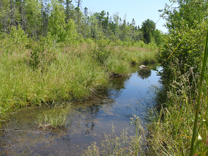 Ditch pond along hydro corridor