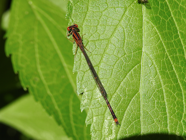 Orange Bluet (<i>Enallagma stignaum</i>)