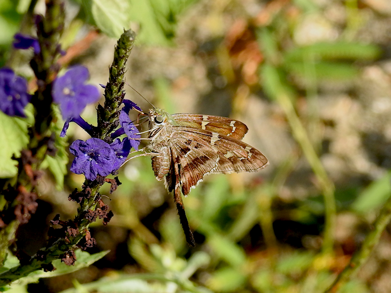 Long-tailed Skipper (Urbanus proteus)