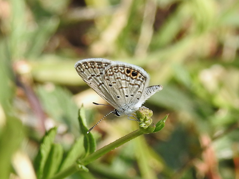 Hemiargus sp., possibly Ceraunus Blue (Hemiargus ceraunus)