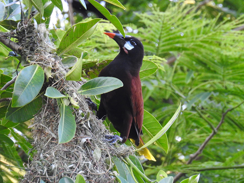 Montezuma Oropendola at nest