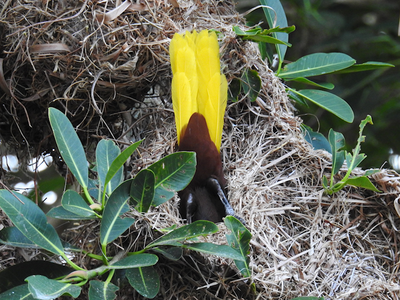 Montezuma Oropendola feeding young