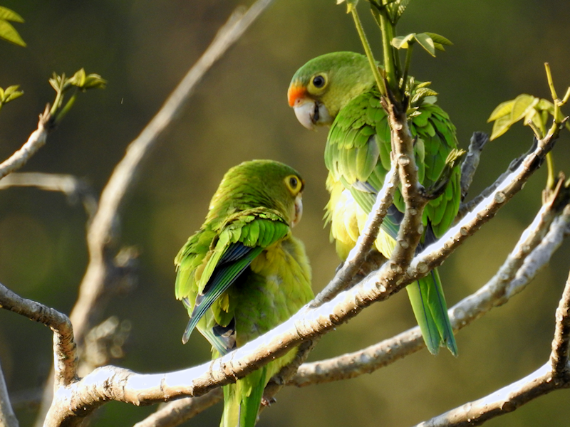 Orange-fronted Parakeets