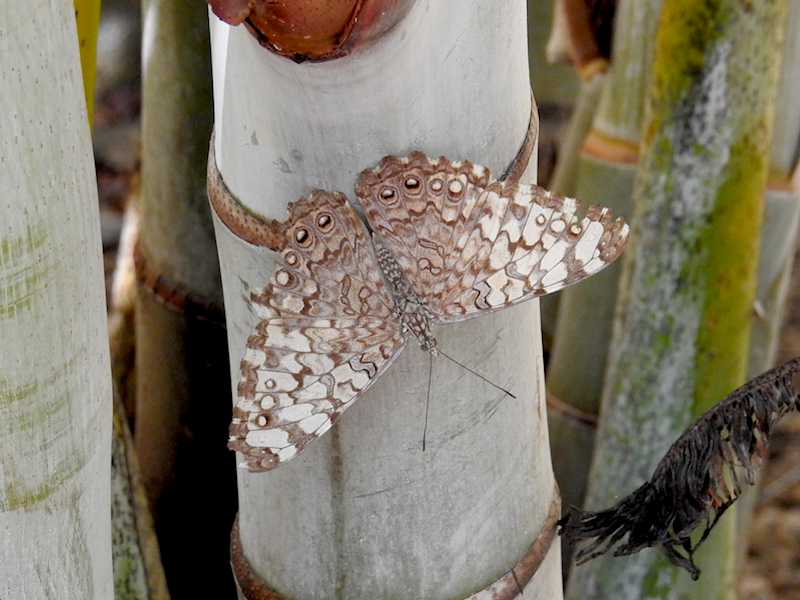 Hamadryas sp., possibly Gray Cracker (Hamadryas februa)