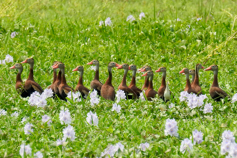 More Black-bellied Whistling Ducks