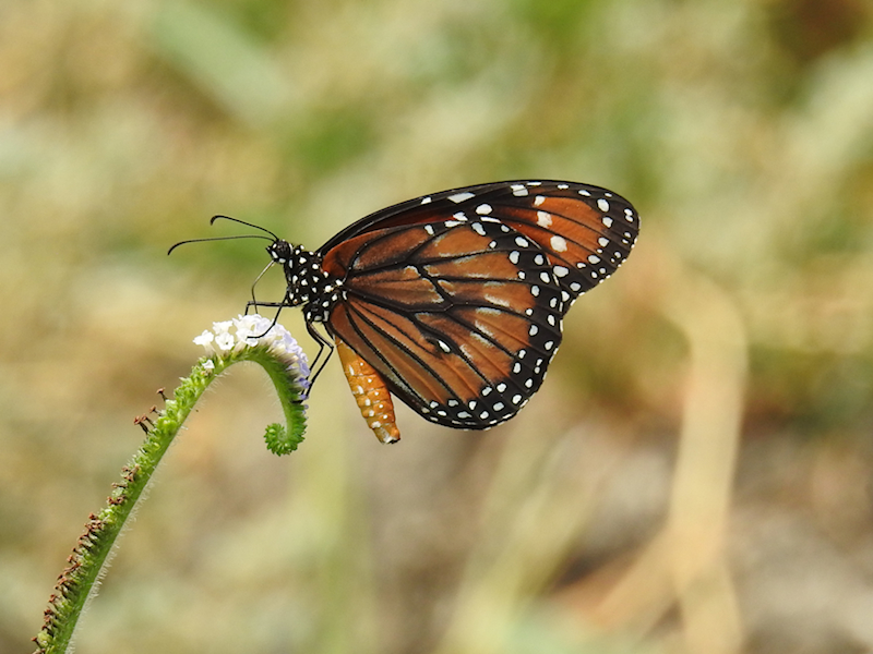 Soldier (Danaus eresimus)