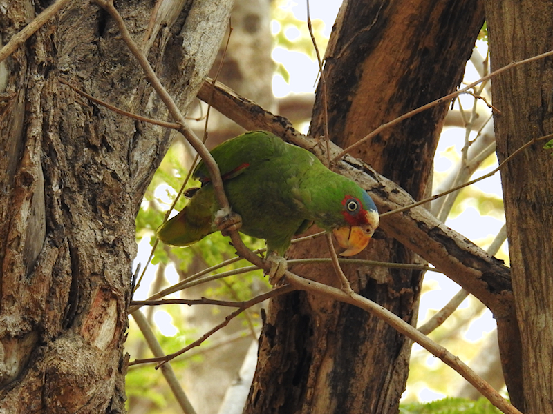 White-fronted Parrot