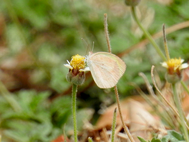 Barred Yellow (Eurema daira)