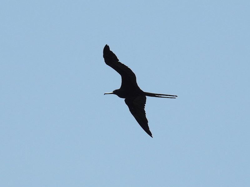 Magnificent Frigatebird