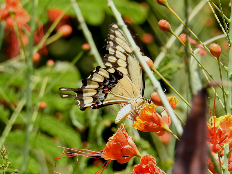 Western Giant Swallowtail (Heraclides rumiko)