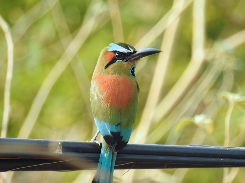 Turquoise-browed Motmot