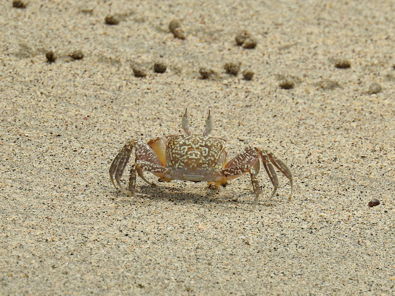 Painted Ghost Crab (Ocypode gaudichaudii)