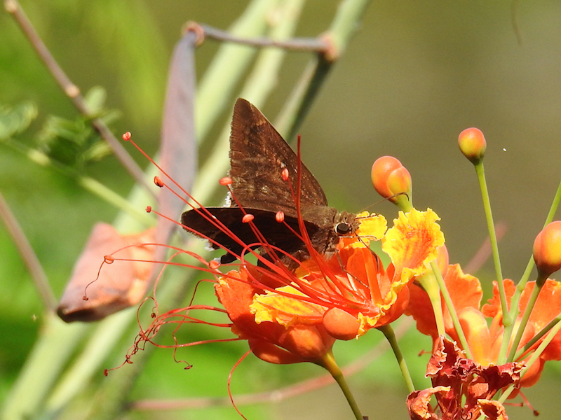 Plain Longtail (Spicauda simplicius)