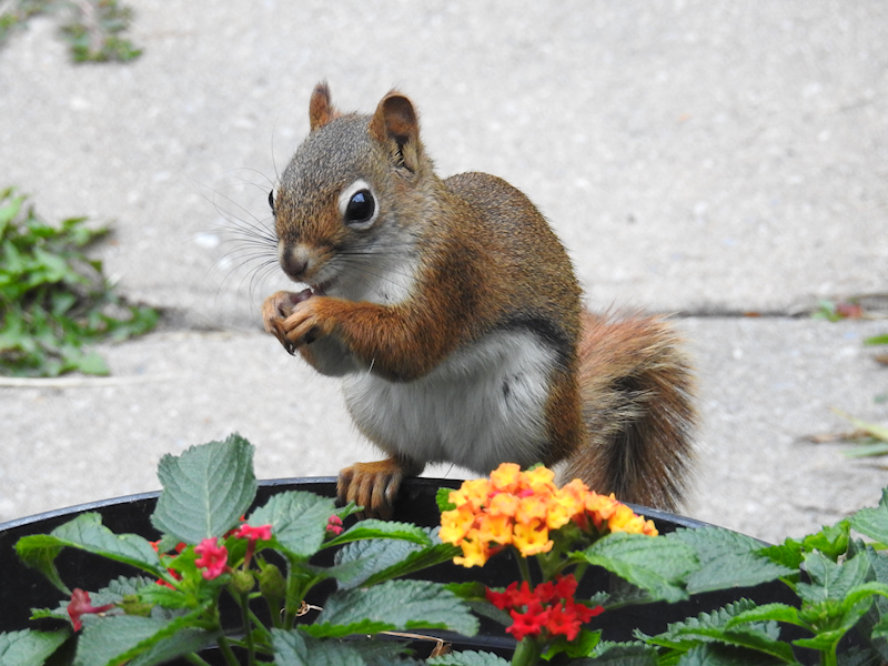 American Red Squirrel