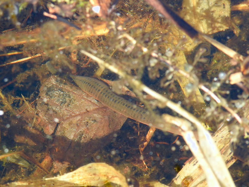 North American Medicinal Leech (Macrobdella decora)