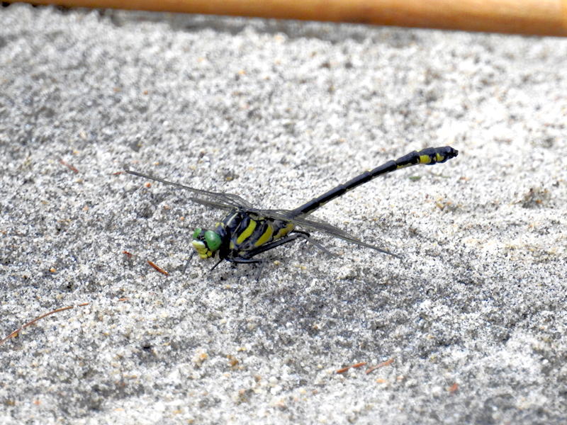 Dragonhunter (Hagenius brevistylus)