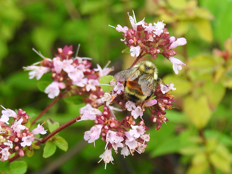Tricolored Bumble Bee (Bombus ternarius)