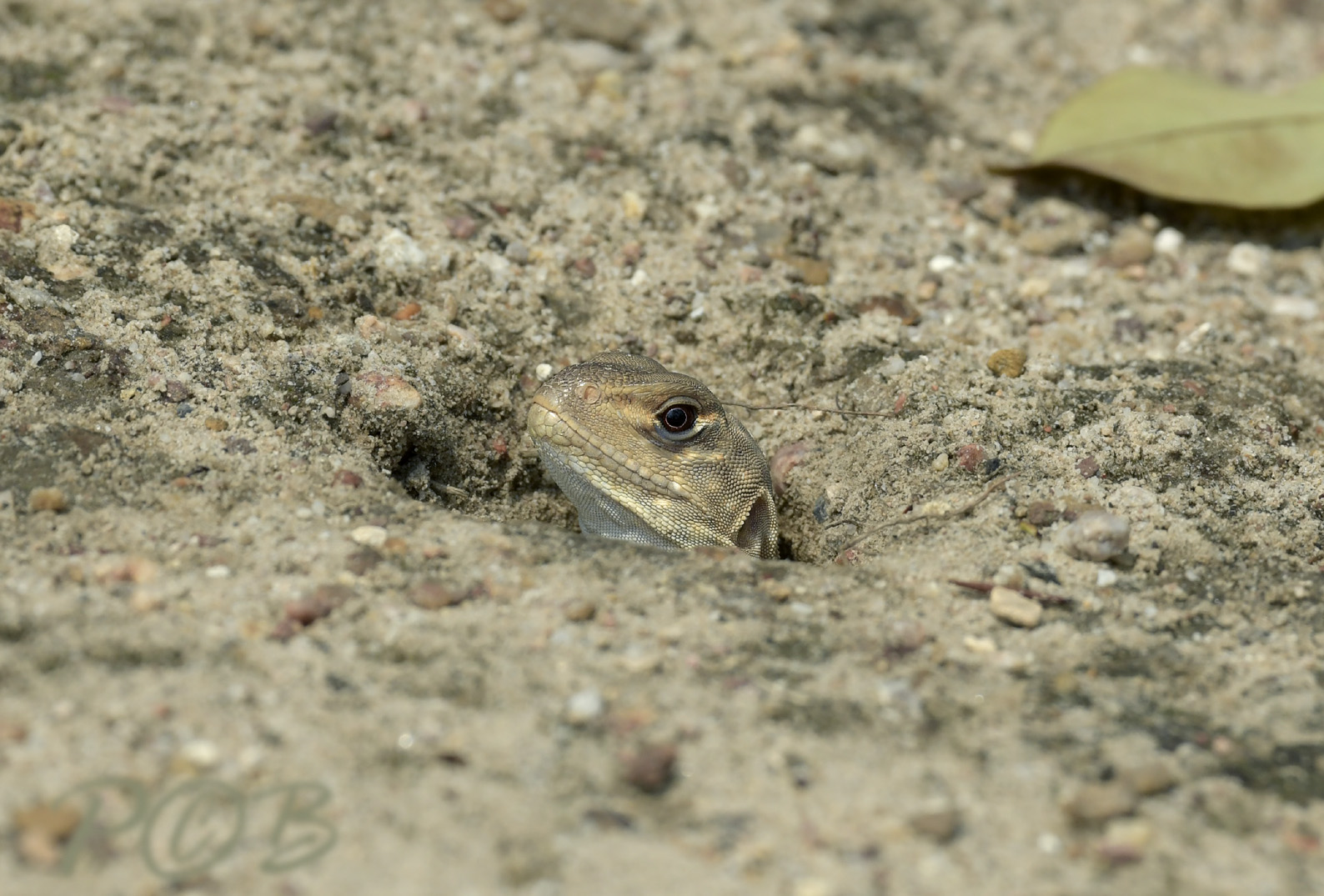 Vlinderhagedis