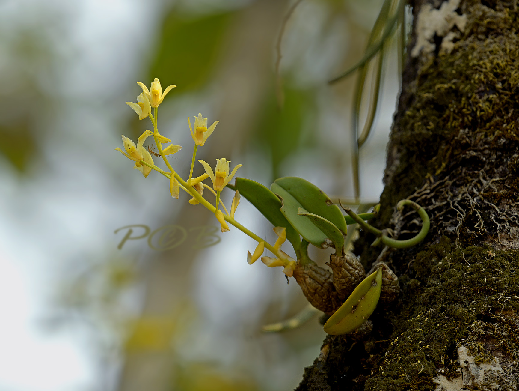 Eria bractescens in habitat.