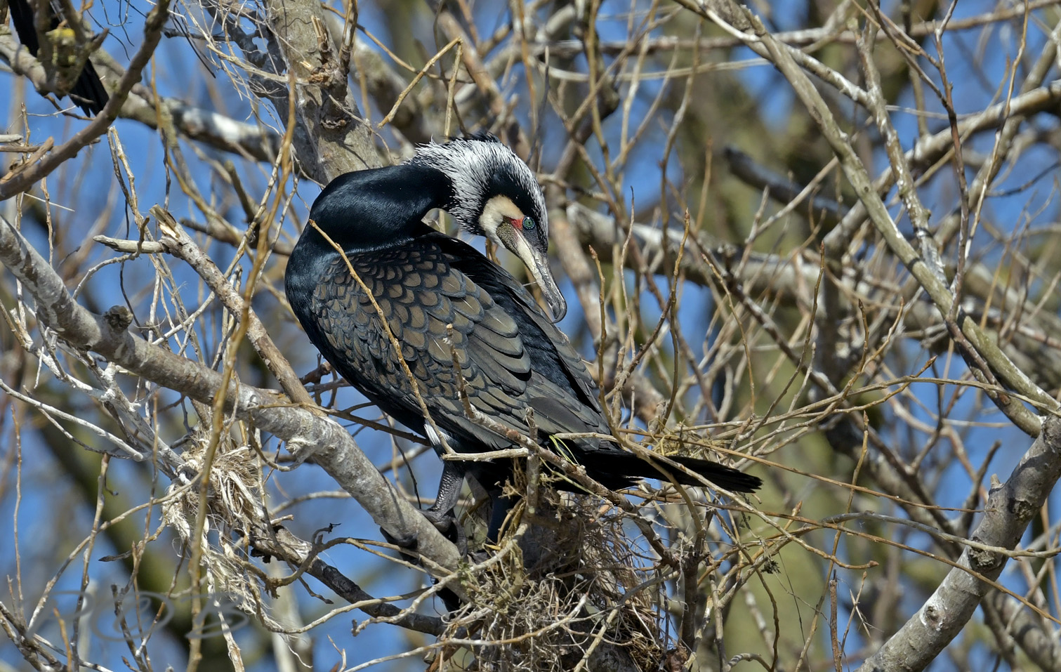 Phalacrocorax carbo ssp. sinensis