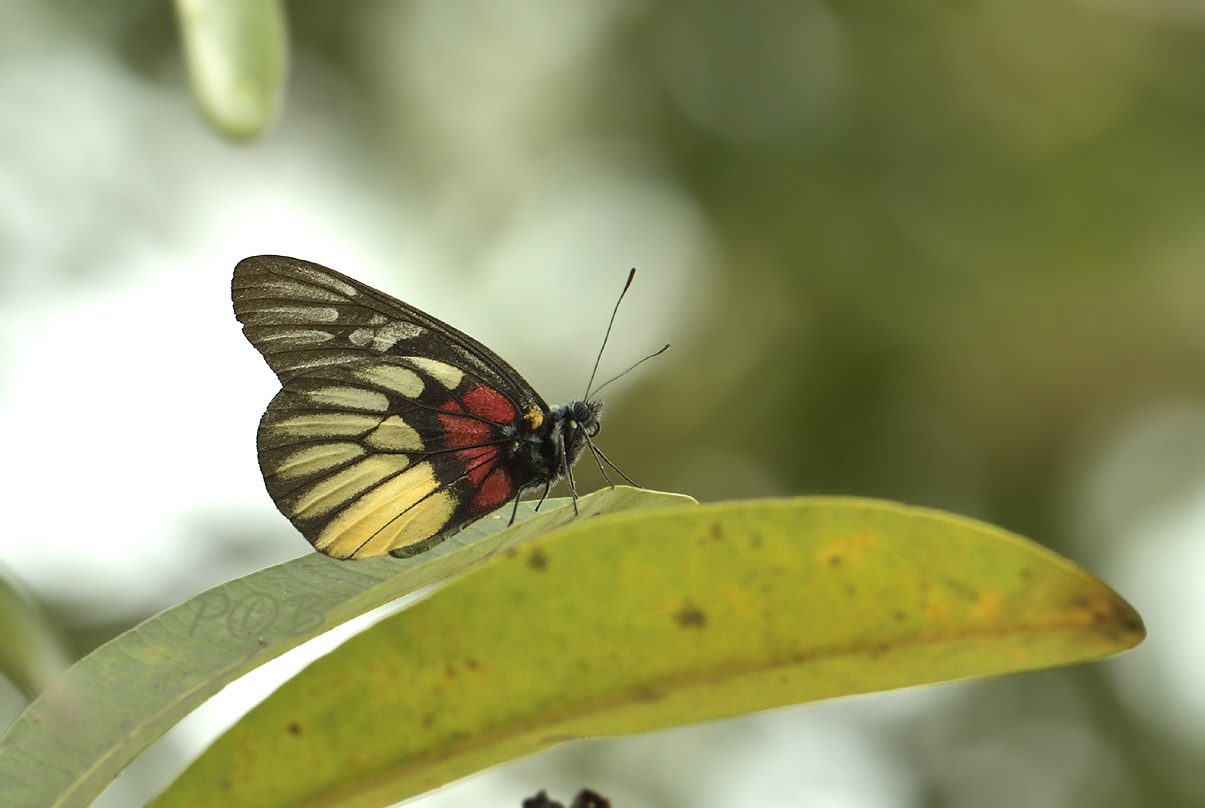 Delias acalis ,Red-breast Jezebel