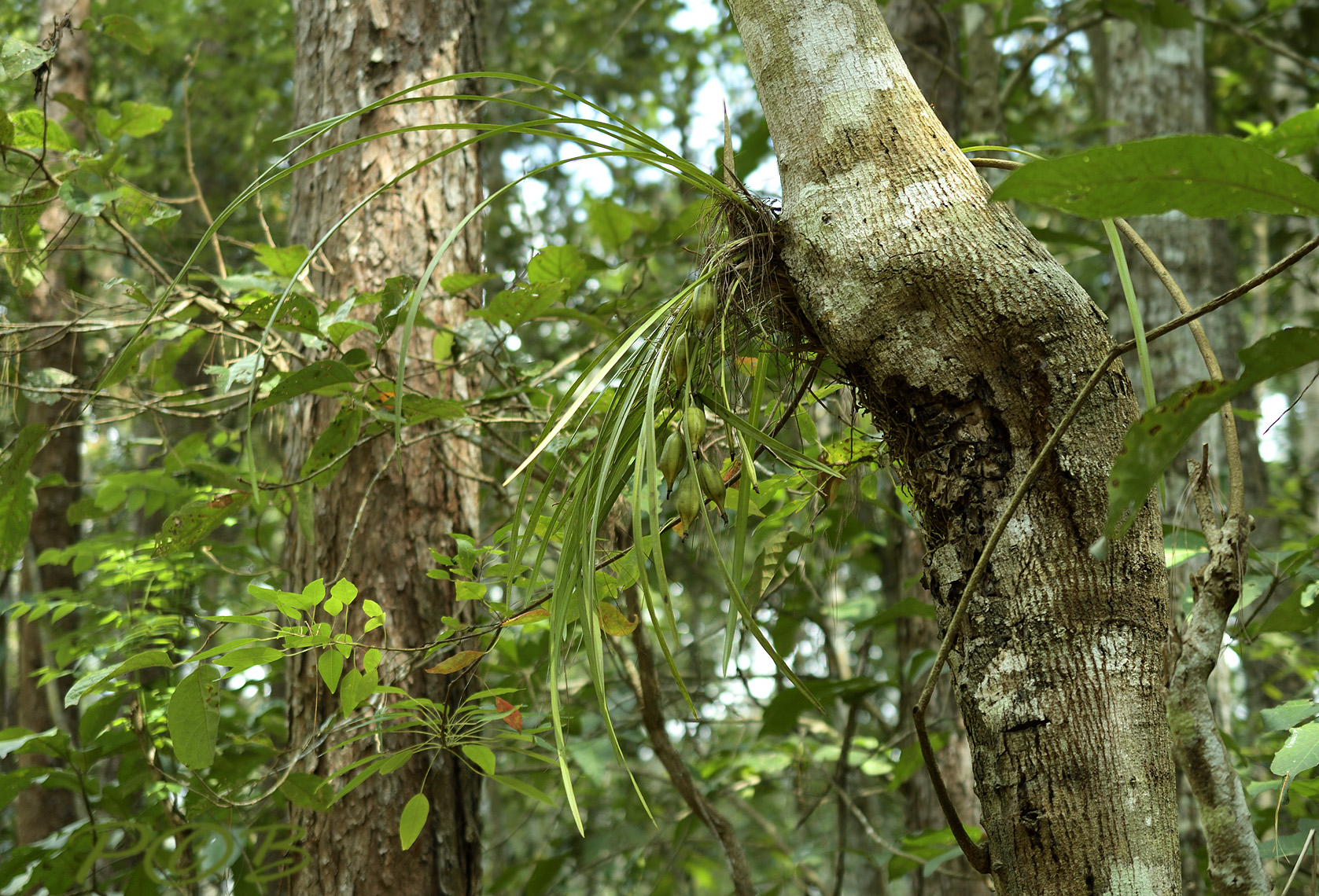 Cymbidium siamense in tree