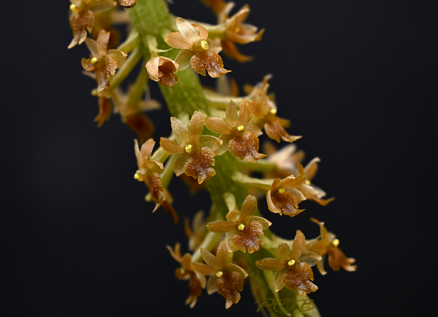 Oberonia grandis