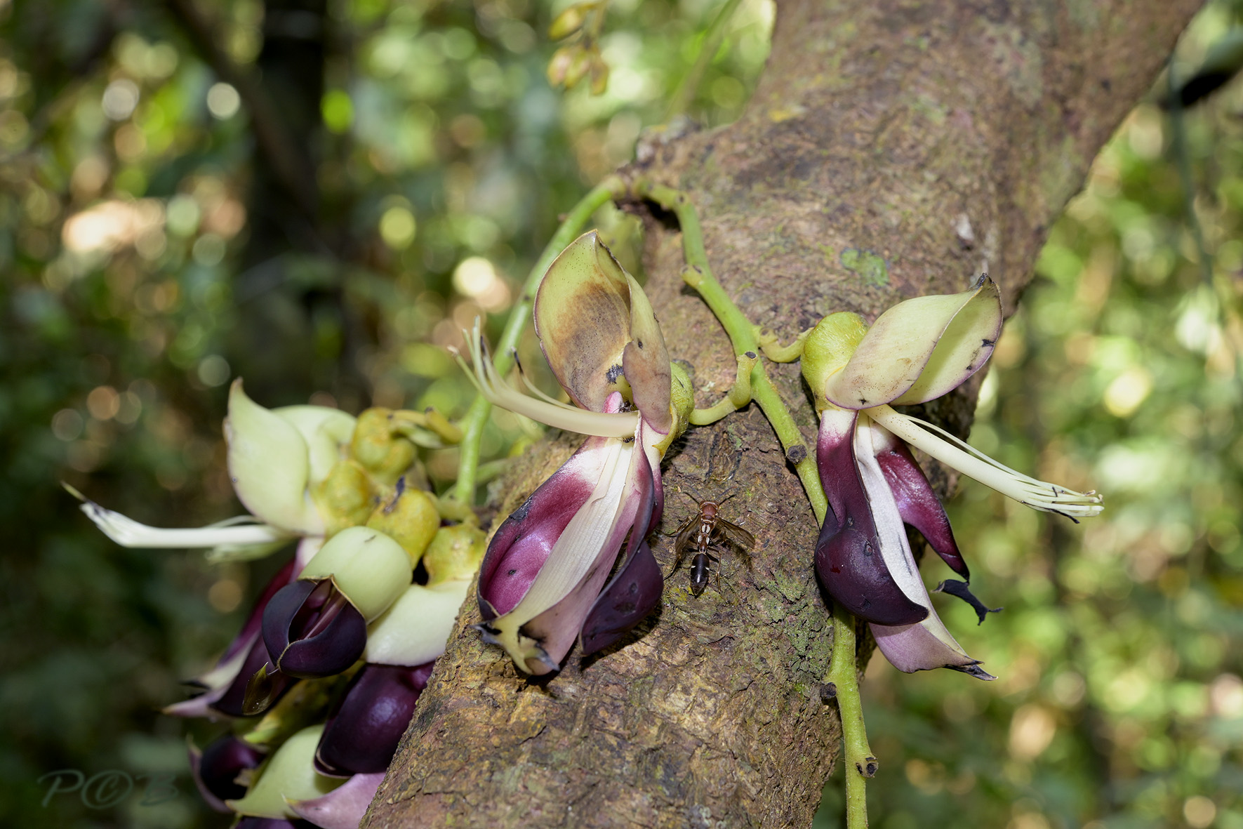 Liana in flower