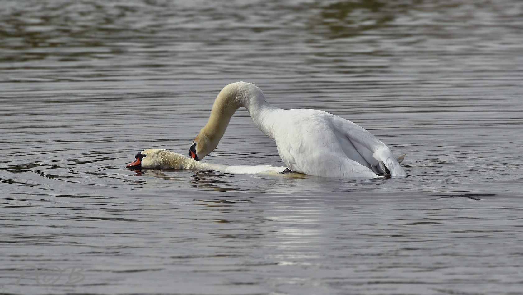 Knobbelzwanen, warmbloedige vermeerdering met waterkoeling