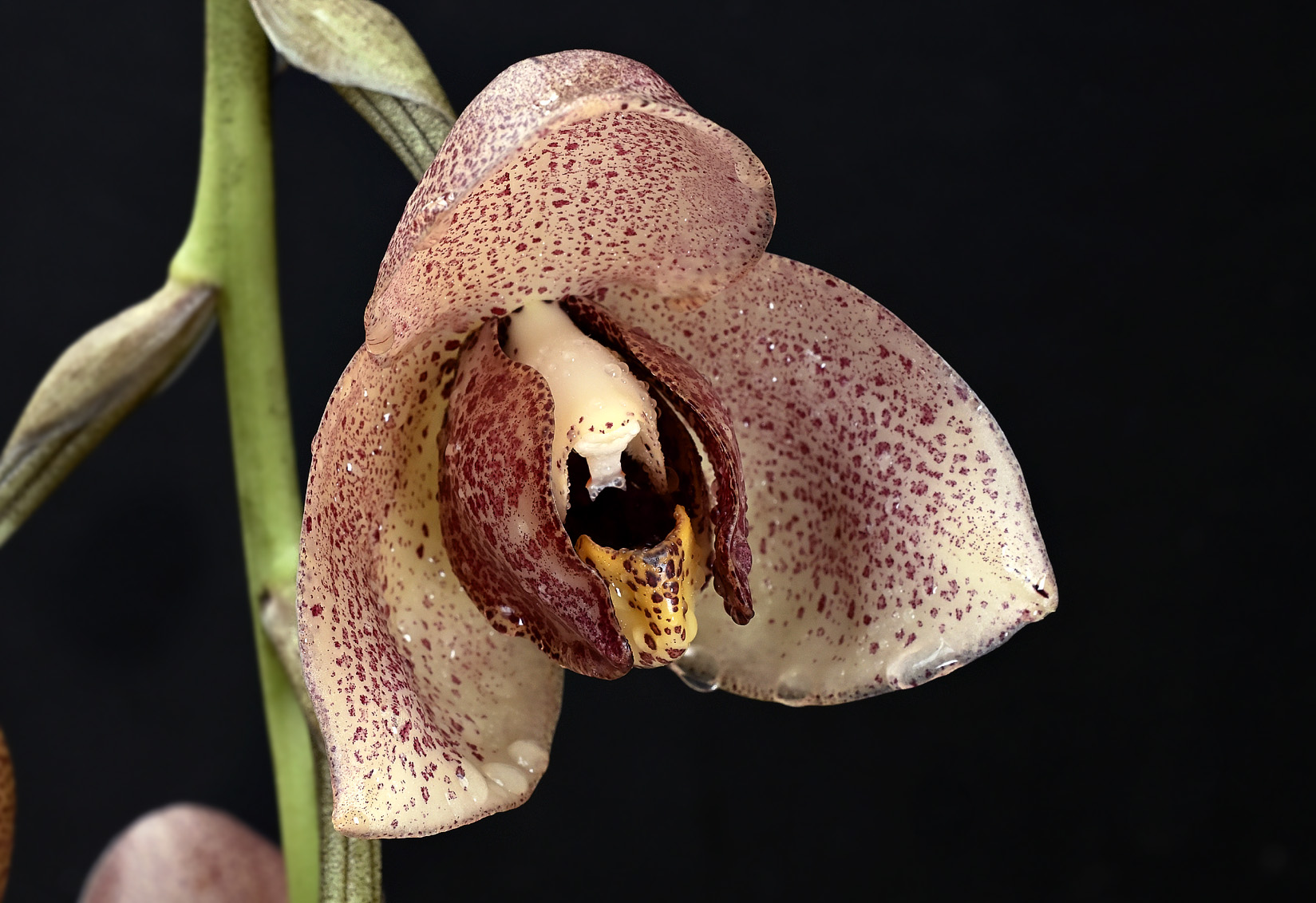 Acineta superba