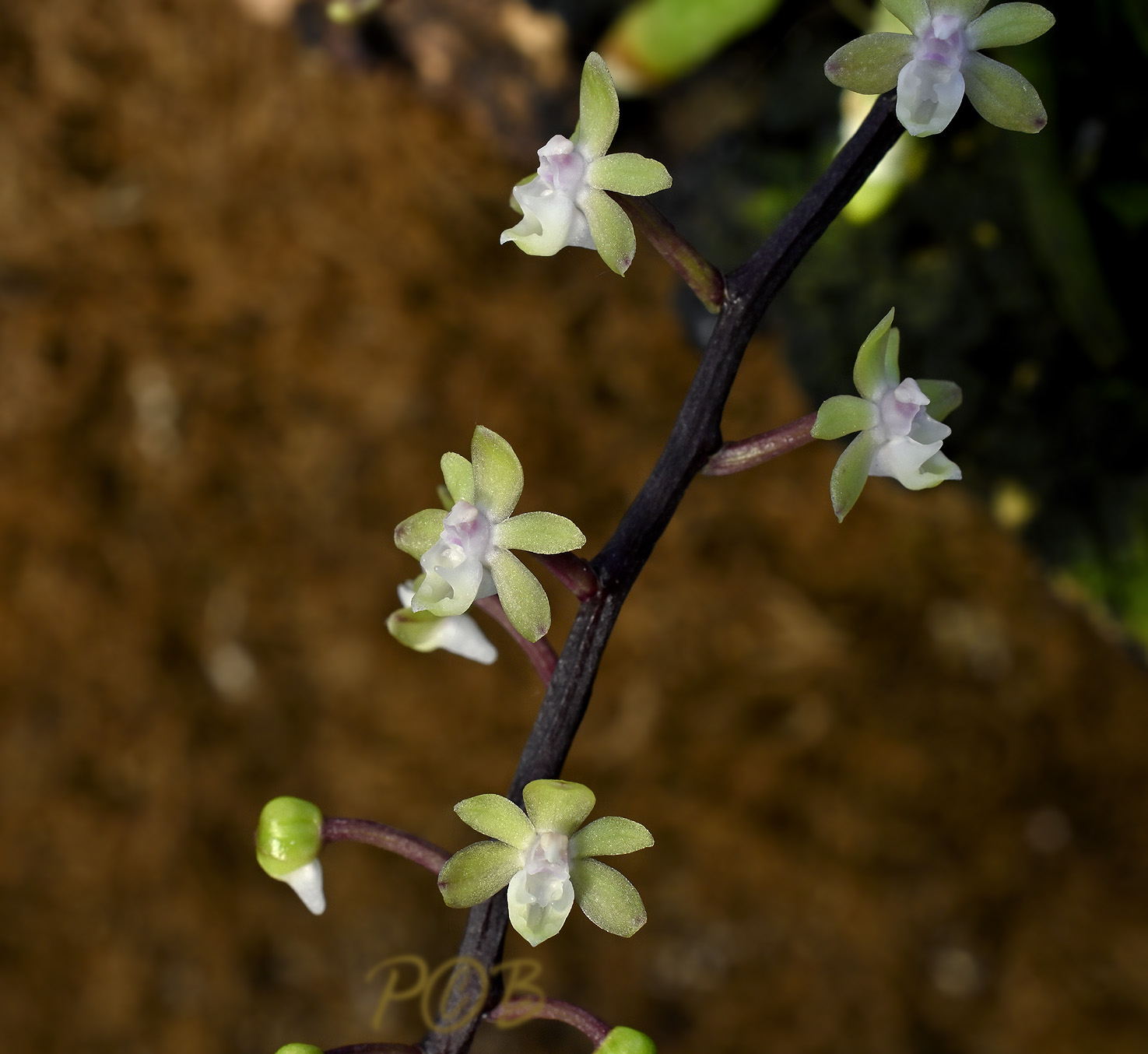 Cleisostoma  crochetii 