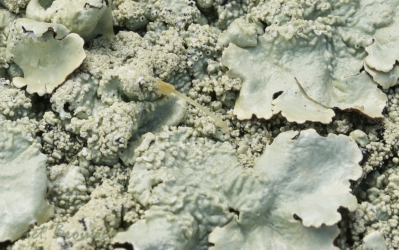Zeer klein zwammetje op korstmos, Coprinopsis lagopus var. vacillans