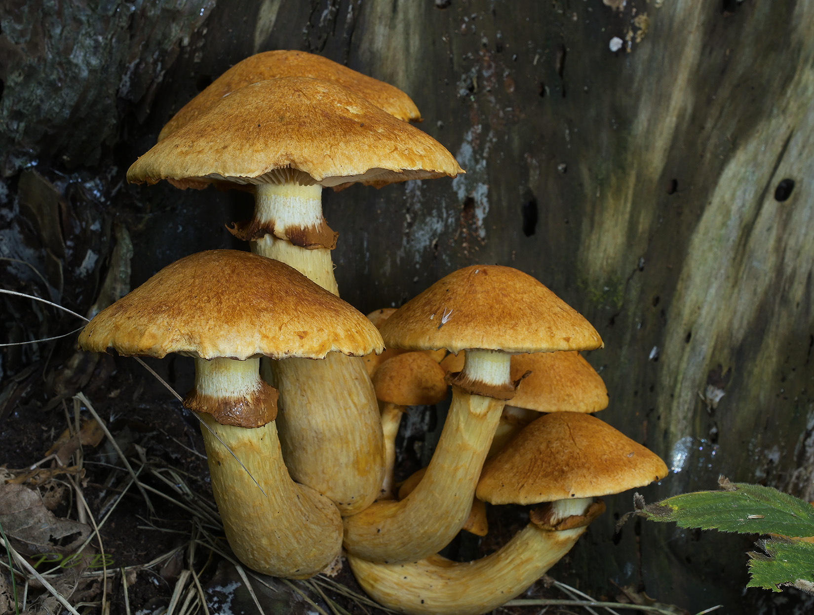 Prachtvlamhoed, Gymnopilus junonius