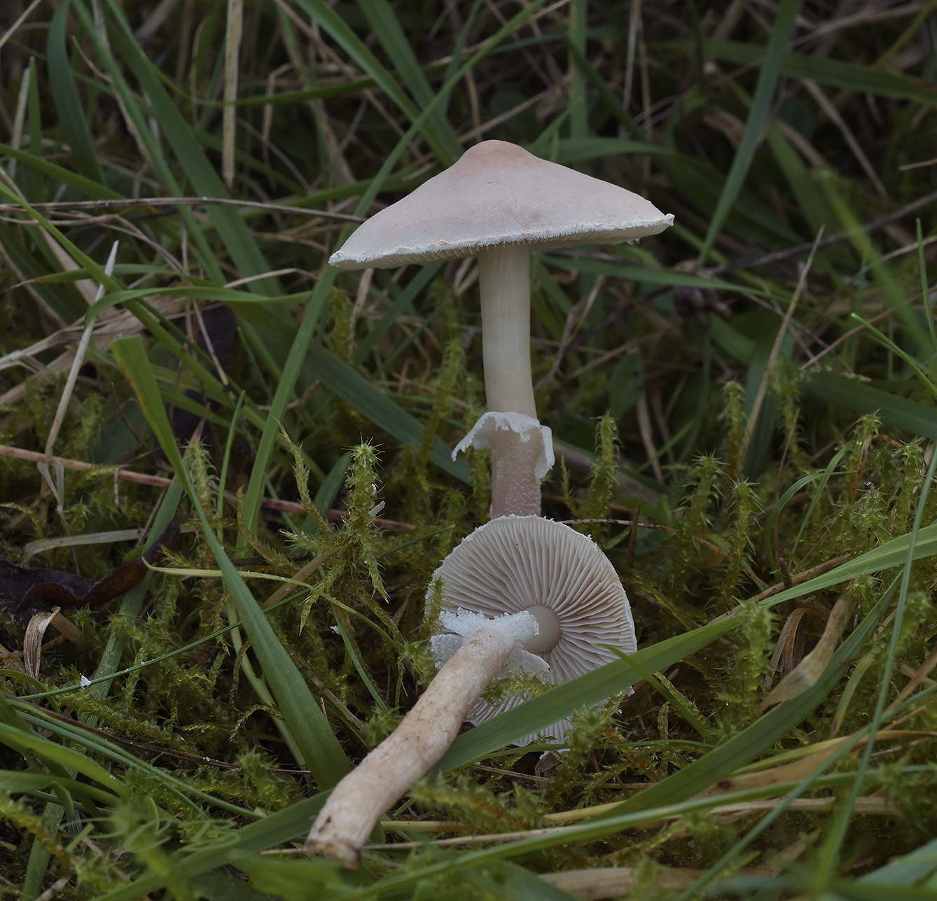 Vleeskleurige korrelhoed, Cystoderma carcharias 