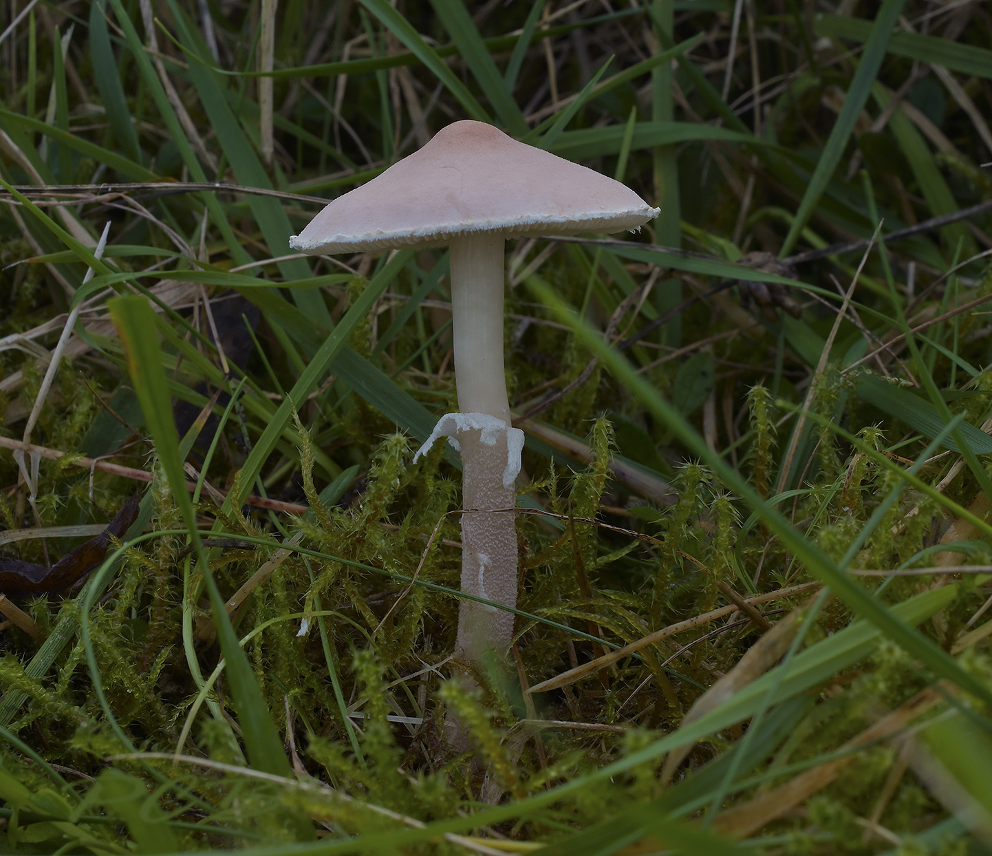 Vleeskleurige korrelhoed, Cystoderma carcharias