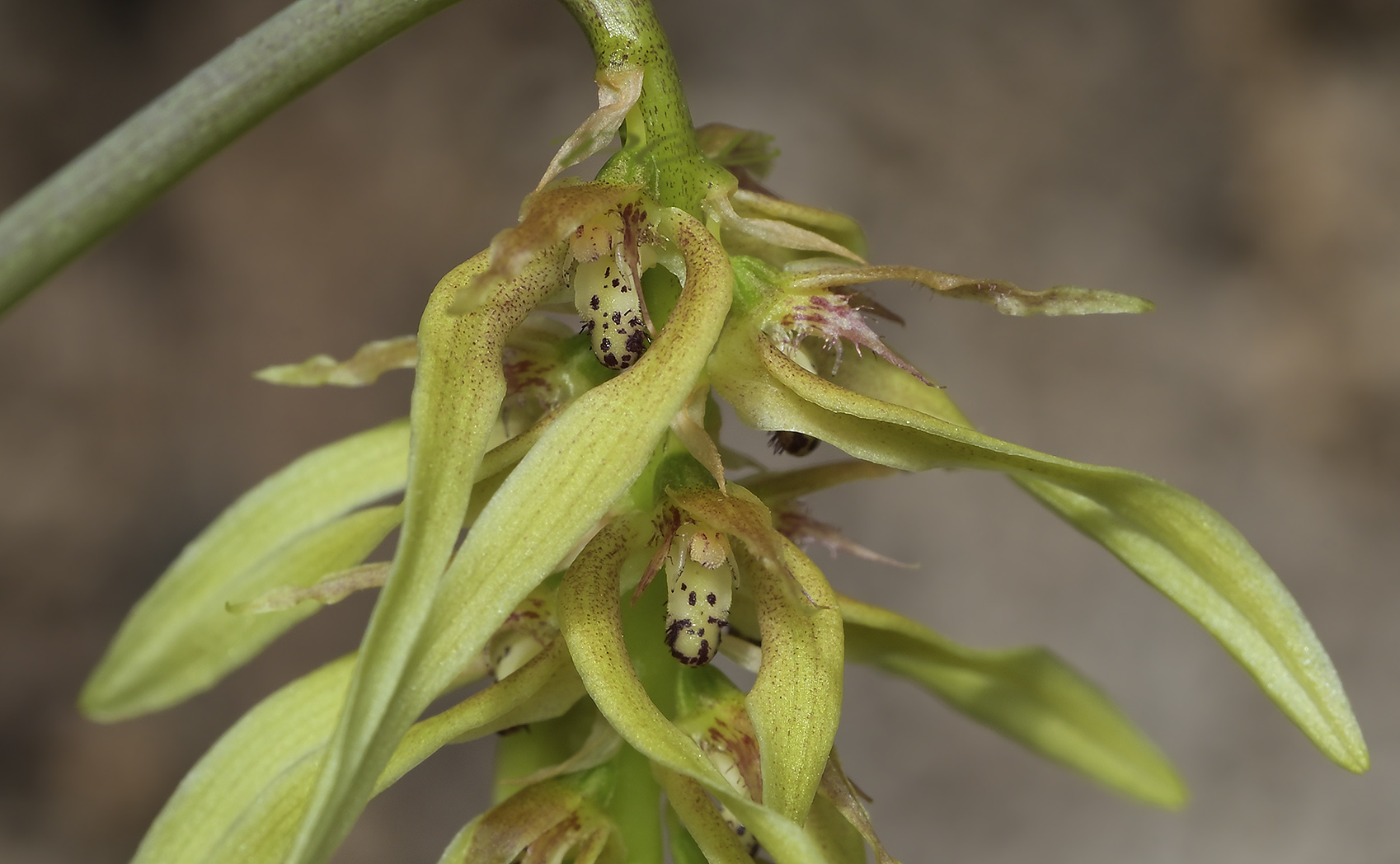 Bulbophyllum sanitii  section Tripudianthes