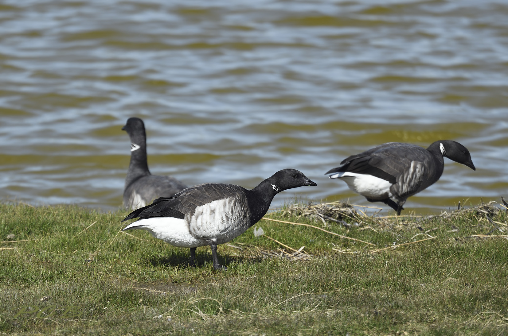 Witbuikrotgans, Branta bernicla subsp. hrota