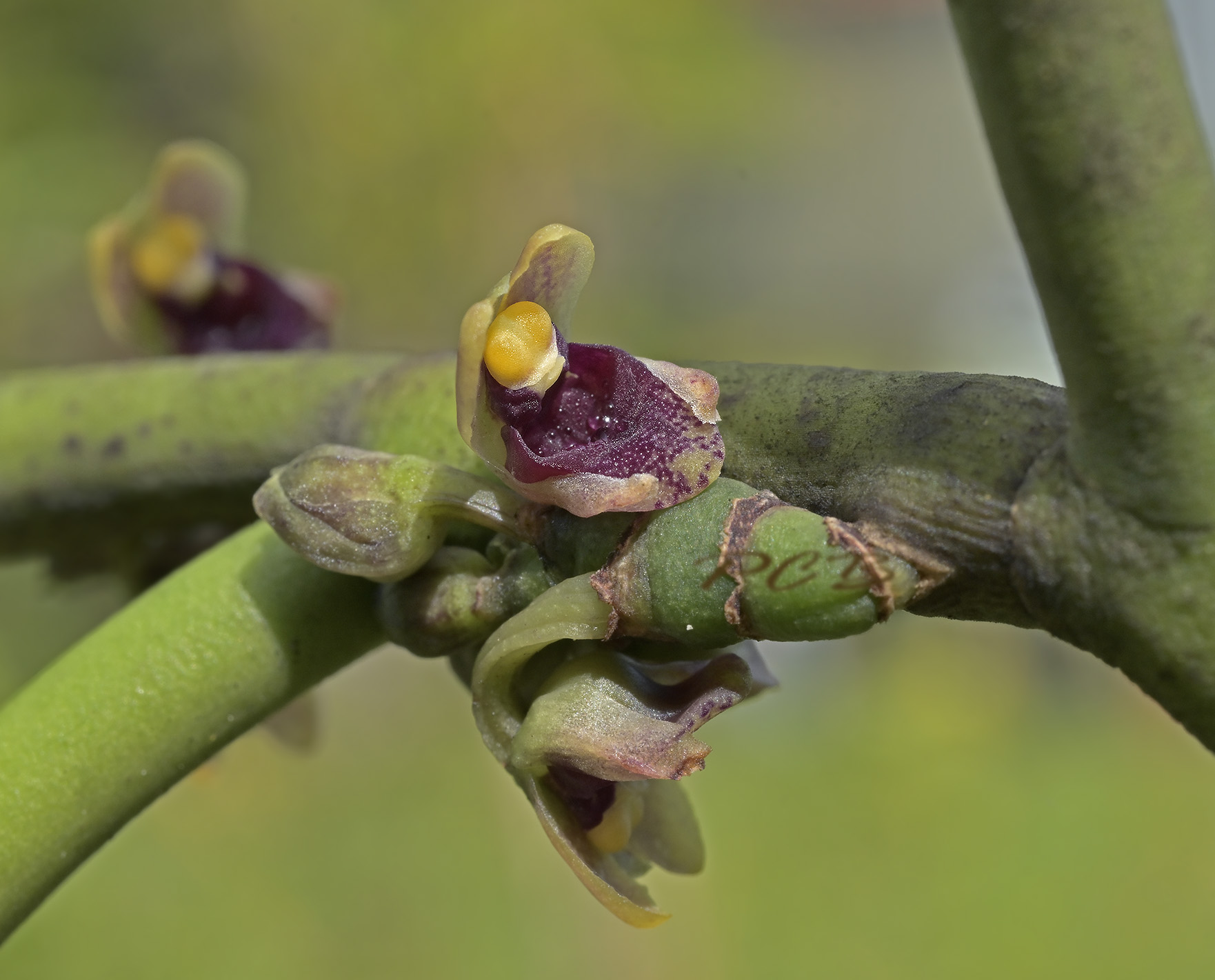 Luisia zollingeri, flower 7 mm