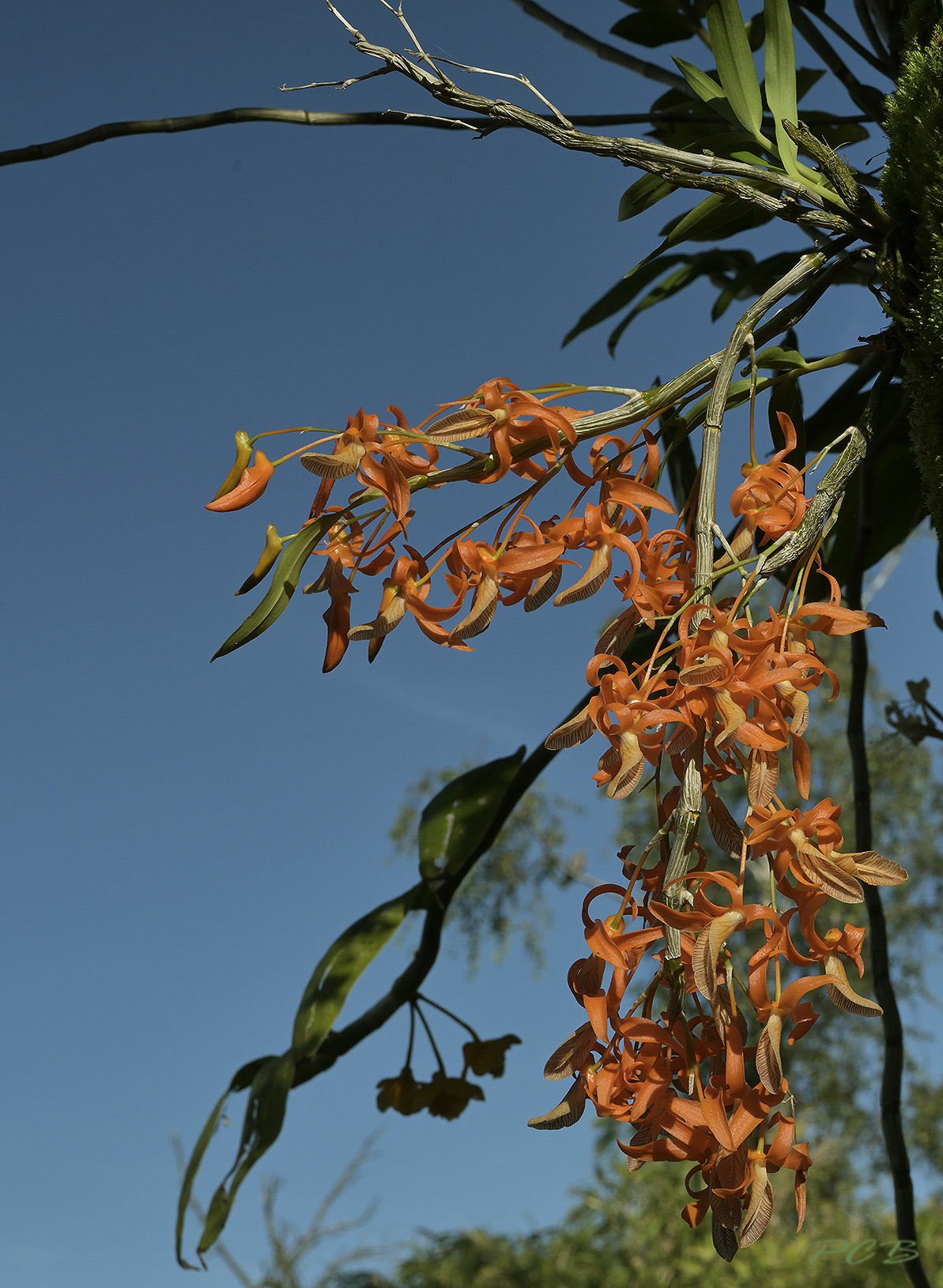 Dendrobium unicum 