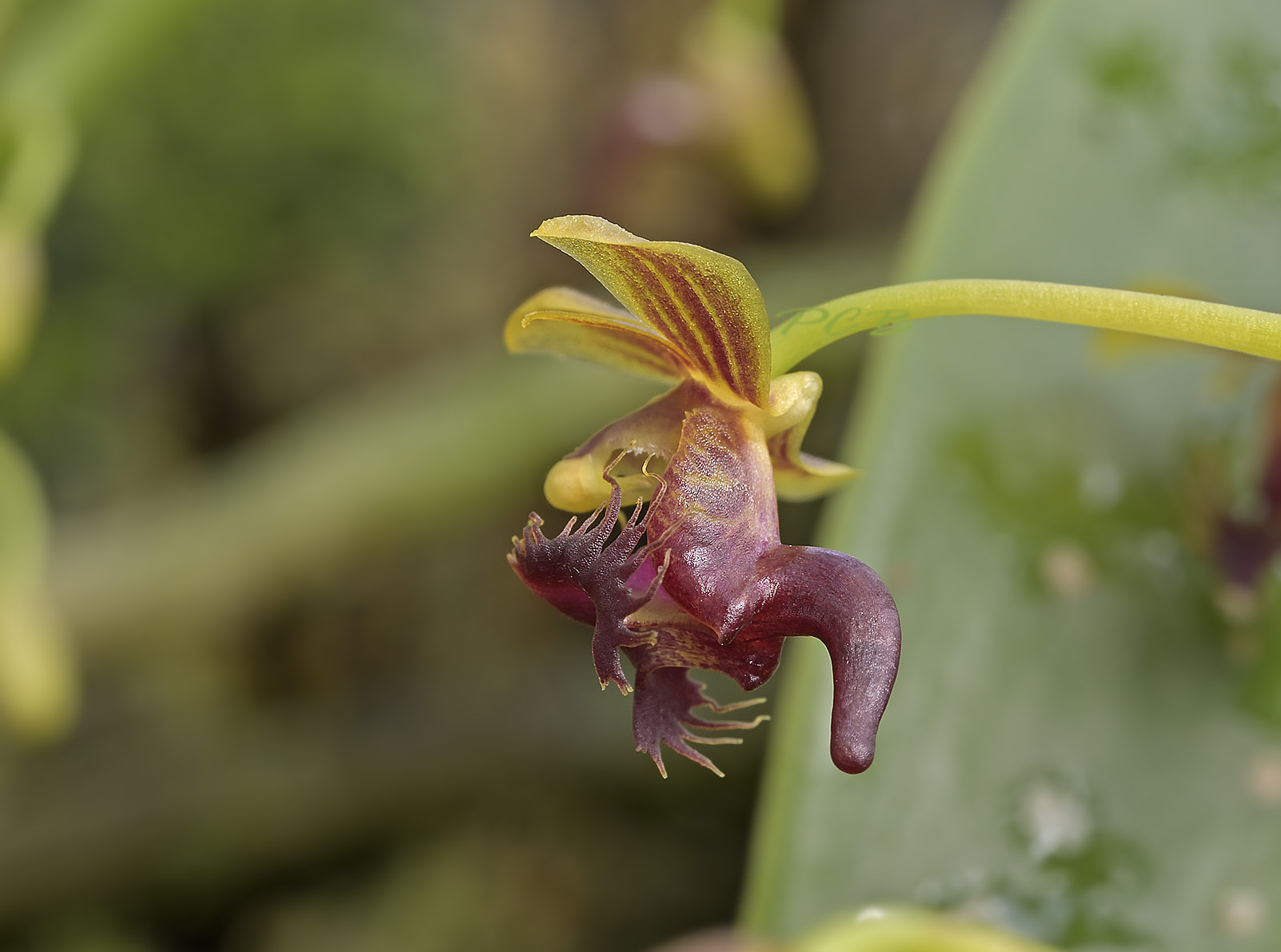 Ornithochilus difformis, 8 years ago renamed to Phalaenopsis difformis 