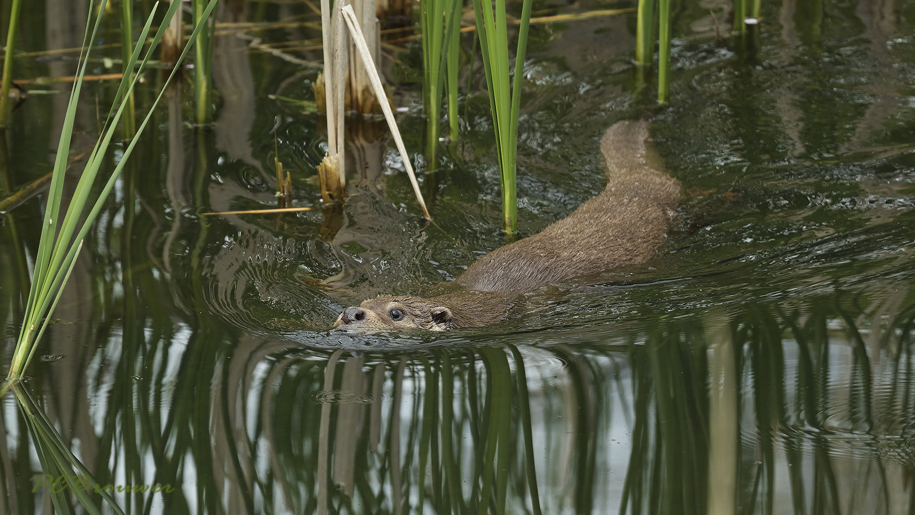 Otter