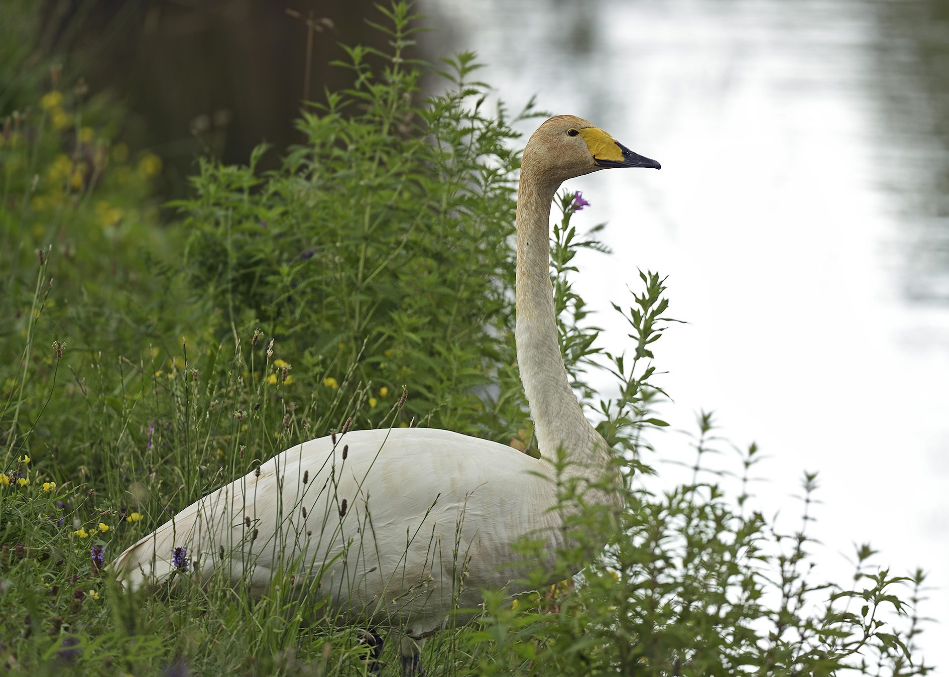 Wilde zwaan met aanslag door ijzerhoudend water