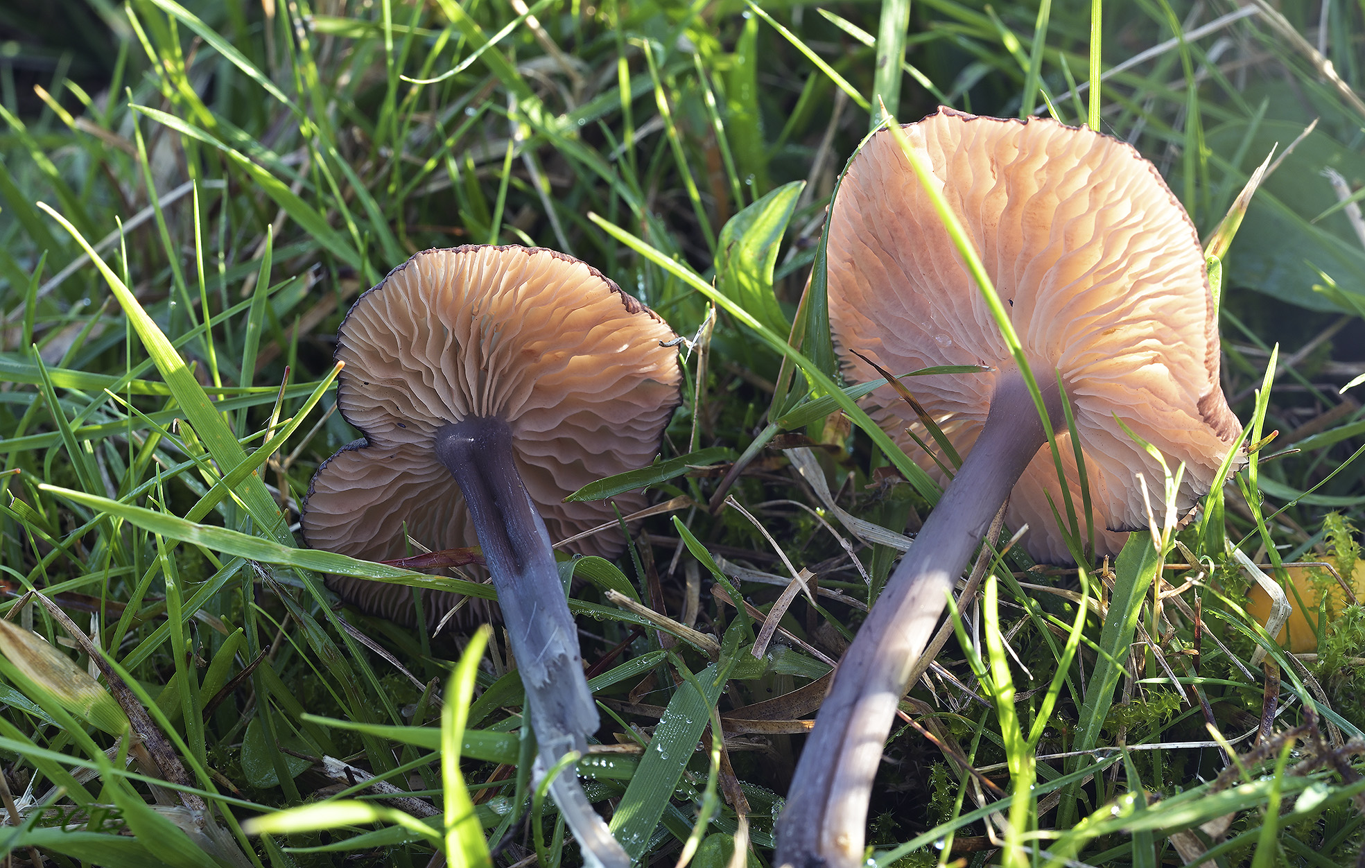 Entoloma dichroum