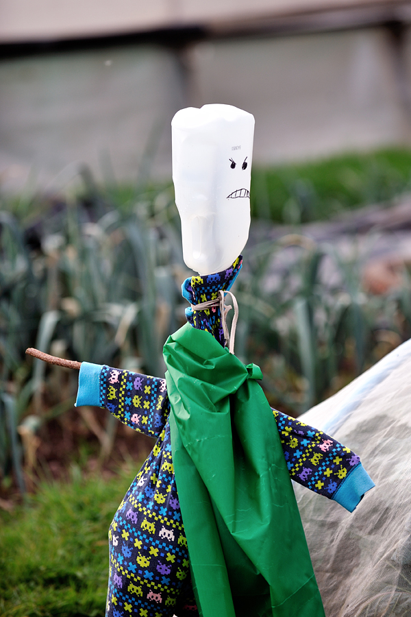 Scarecrow at the allotments