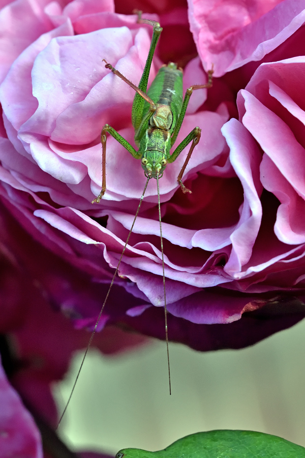 Speckled Bush-cricket - Male