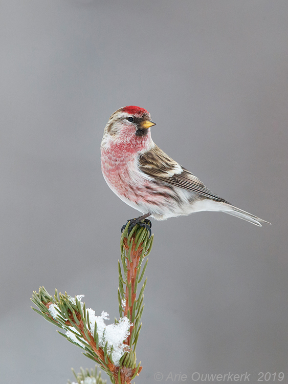 Grote Barmsijs - Mealy Redpoll - Acanthis flammea