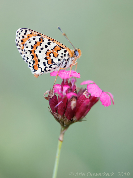 Tweekleurige Parelmoervlinder - Spotted Fritillary - Melitaea didyma