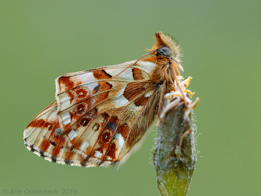 Balkanparelmoervlinder - Balkan Fritillary - Boloria graeca